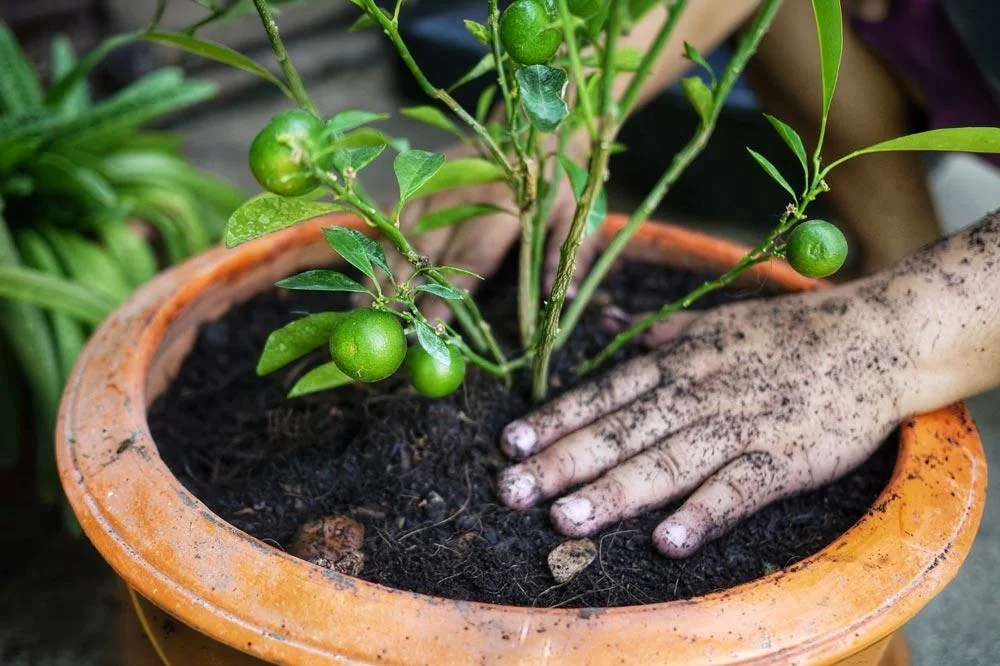 Rempotage d’un kumquat en pot