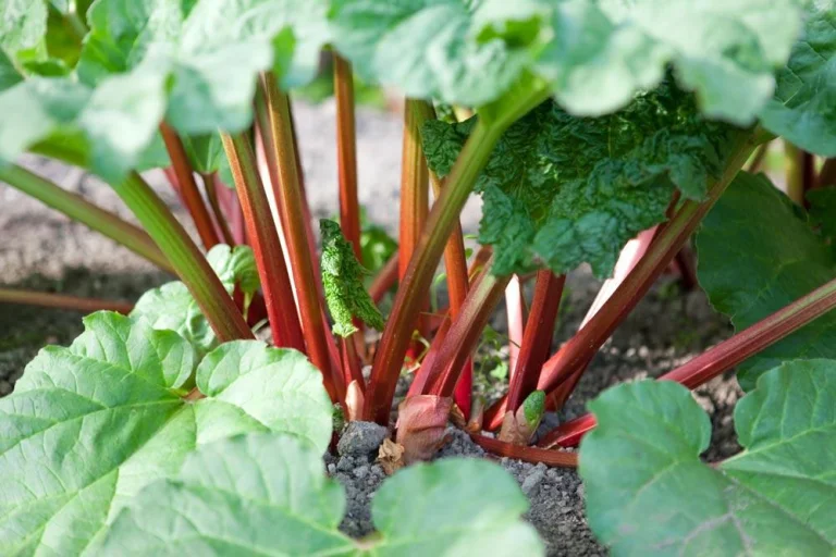 Rhubarbe