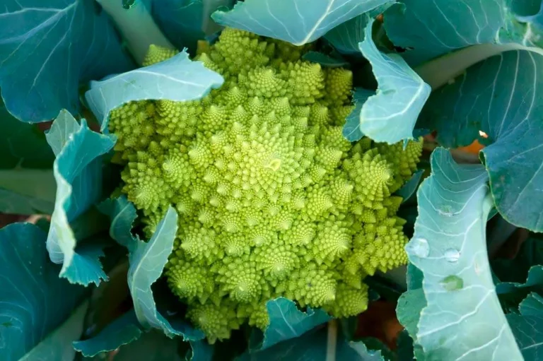 Chou romanesco