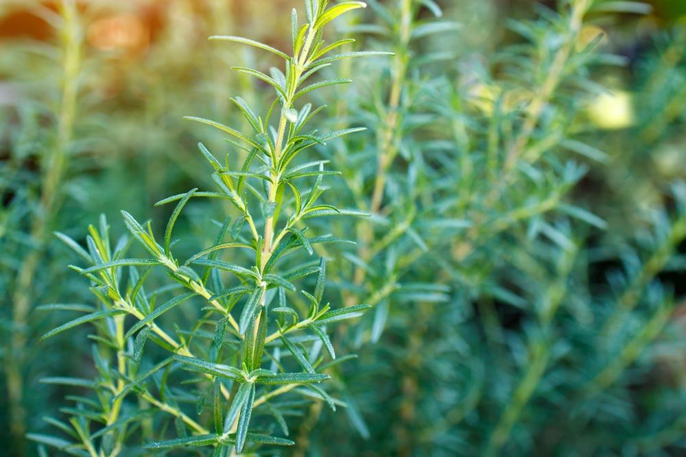 Romarin : planter, tailler, bouturer et récolter