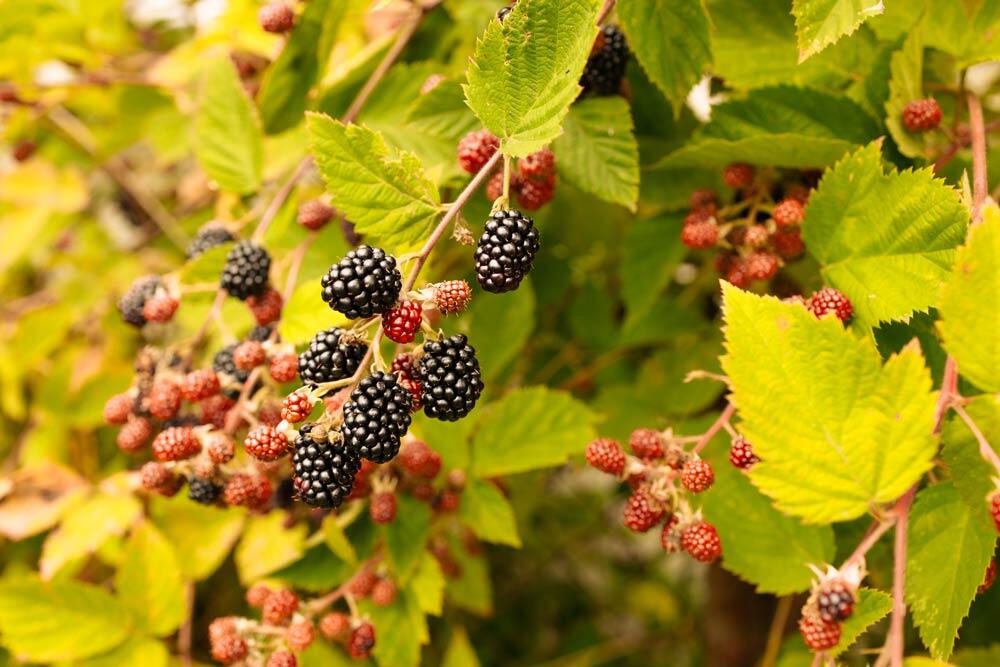 La ronce (mûrier-ronce) : cultiver et récolter la mûre