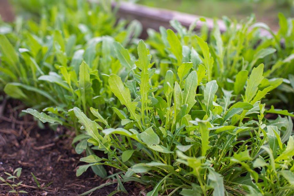 Roquette : semer, cultiver et récolter au potager
