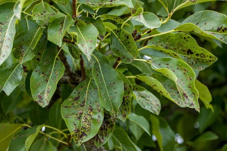 Rouille grillagée sur les feuilles du poirier