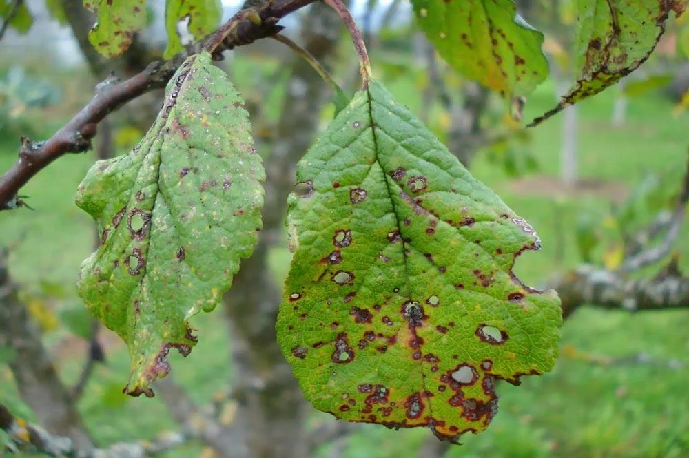 Rouille sur les feuilles du prunier Reine-Claude
