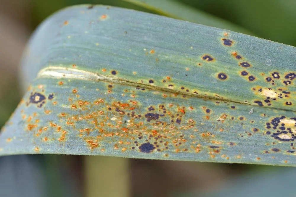 Rouille sur les feuilles de poireau