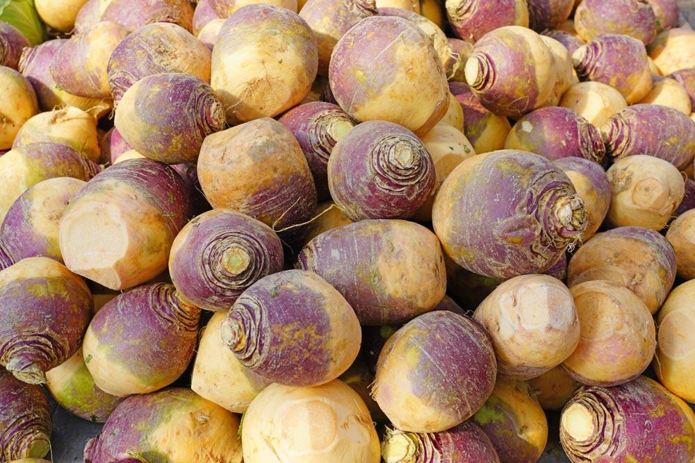 Rutabaga (chou-navet) : semer, cultiver et récolter au potager