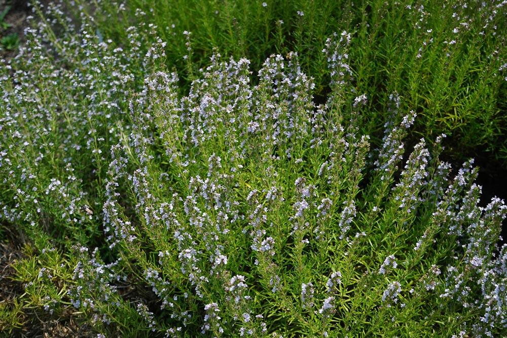 Sarriette : semer, cultiver, tailler et récolter (annuelle et vivace)