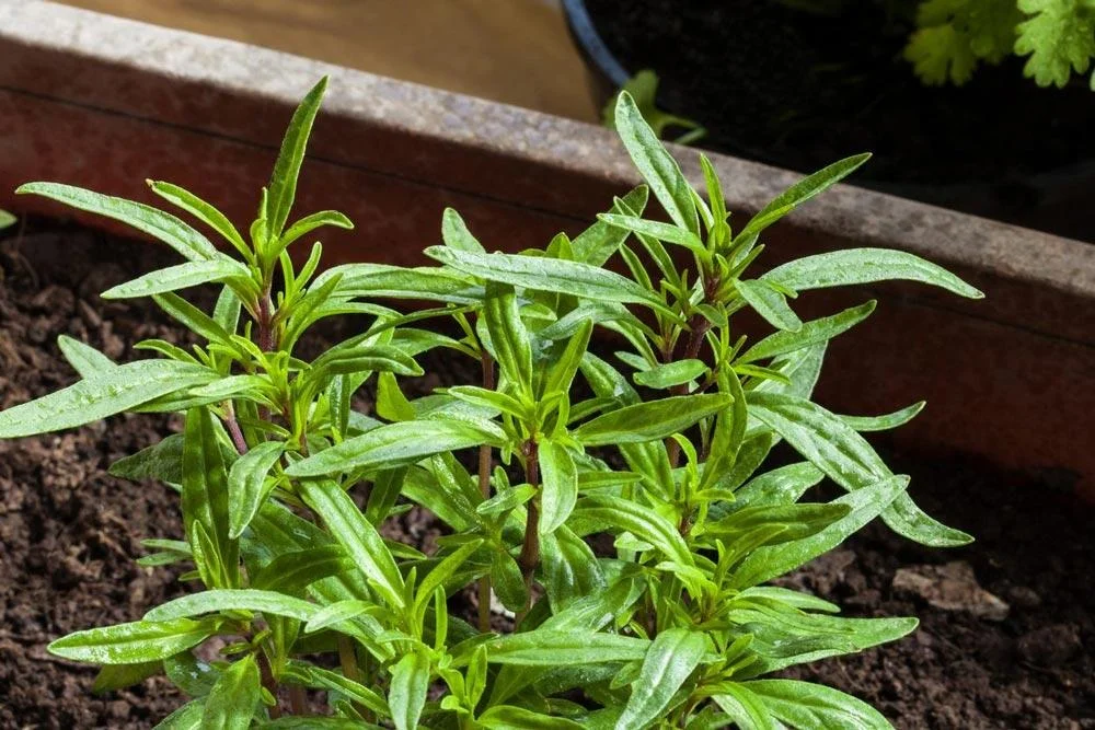 Culture de la sarriette en pot