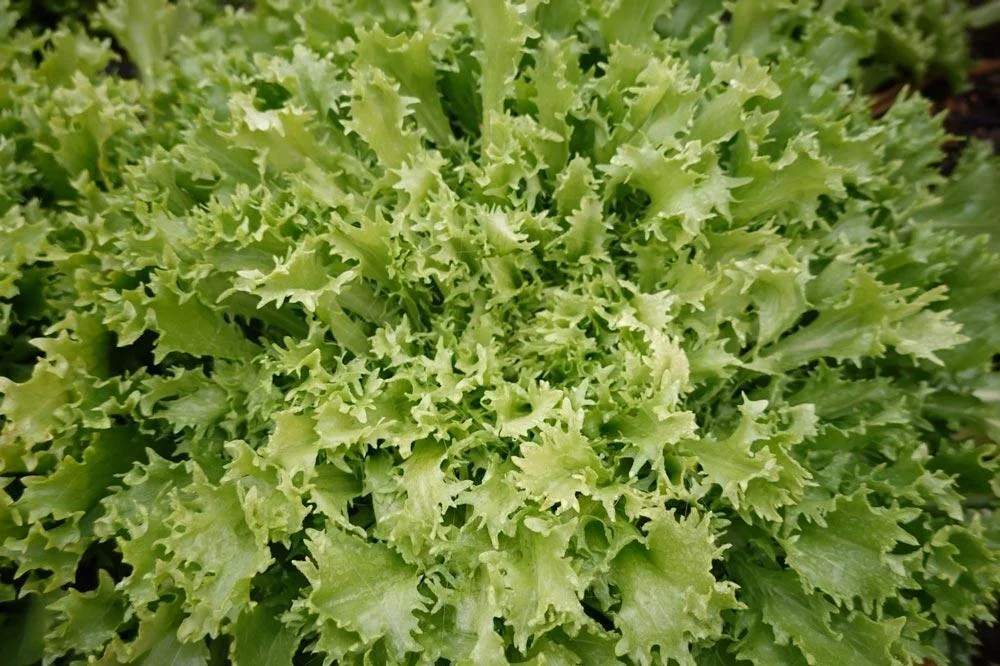 Scarole en croissance au potager