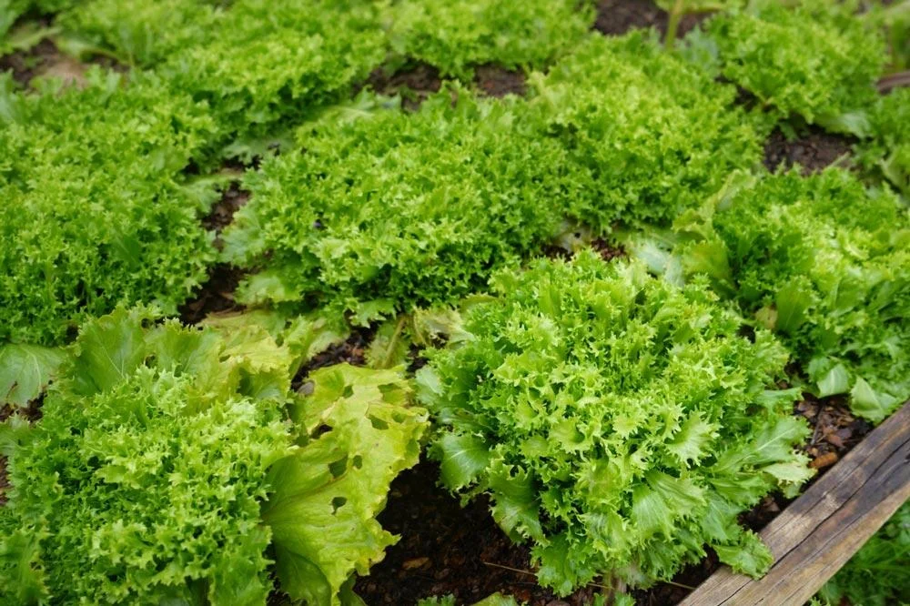 Entretien de la scarole au potager