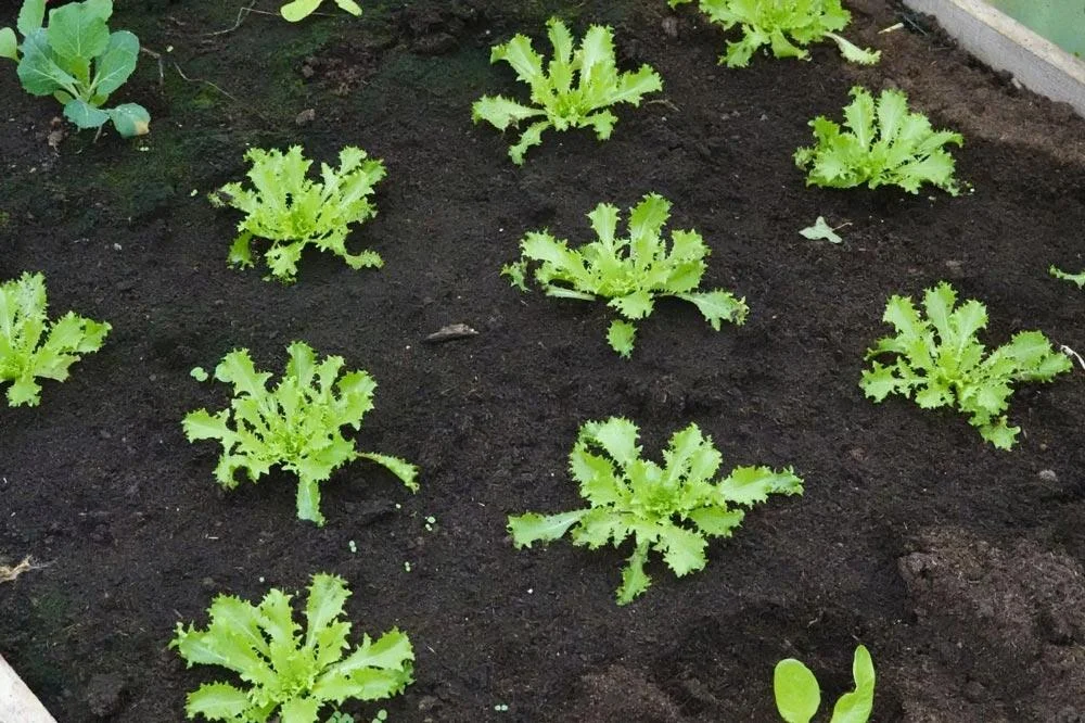 Plantation de jeunes plants de scarole au potager
