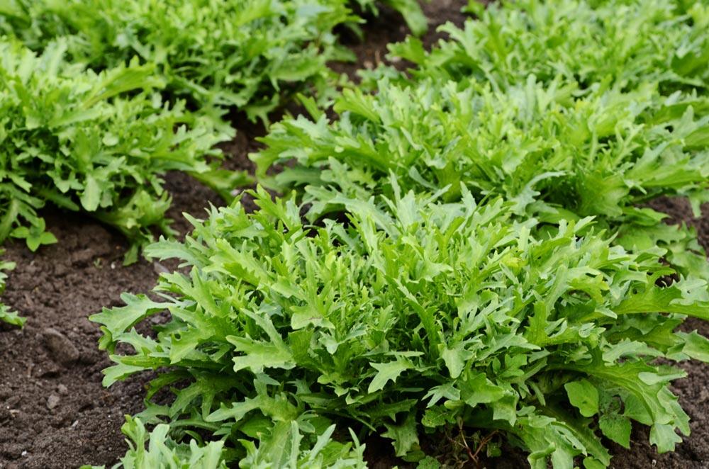 Scarole : semer, blanchir et récolter cette salade d'automne et d'hiver