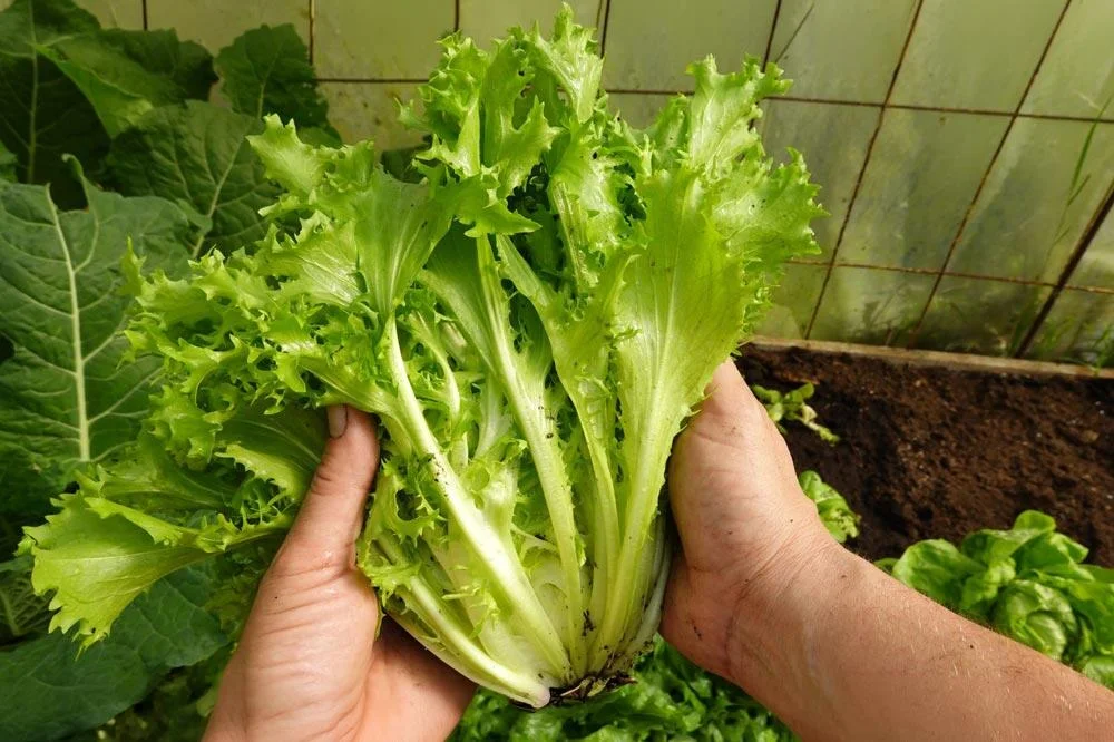 Récolte de la scarole au potager
