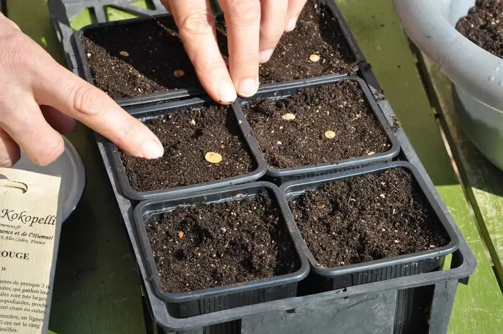 semer-arroche-en-pot