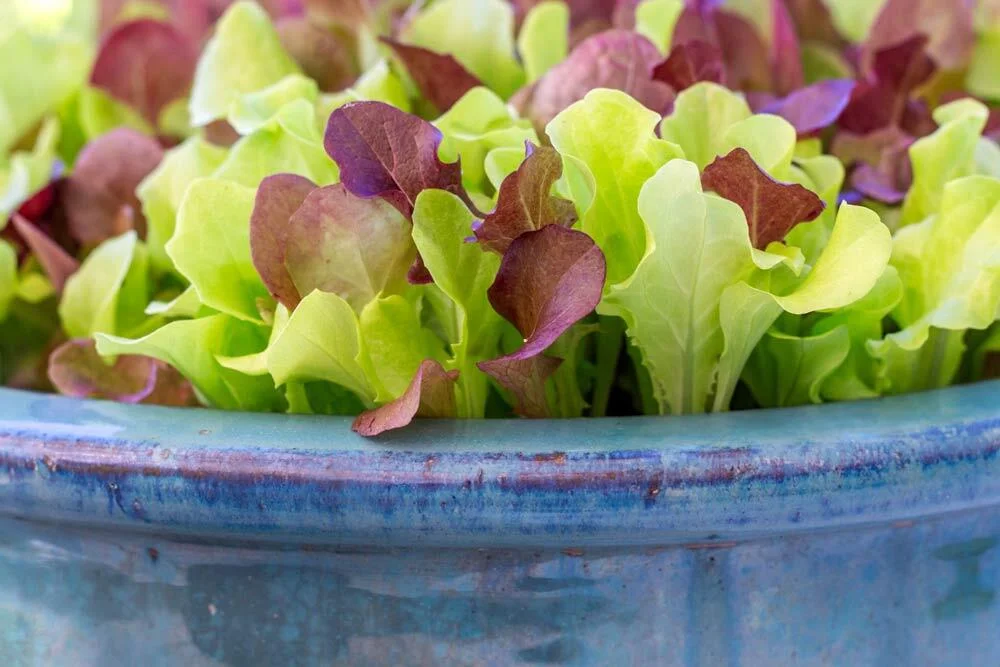 Culture du mesclun en pot ou en jardinière