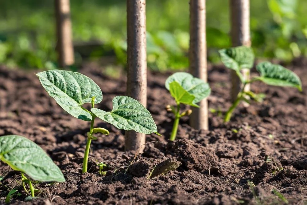 Semis de haricots à rames au potager