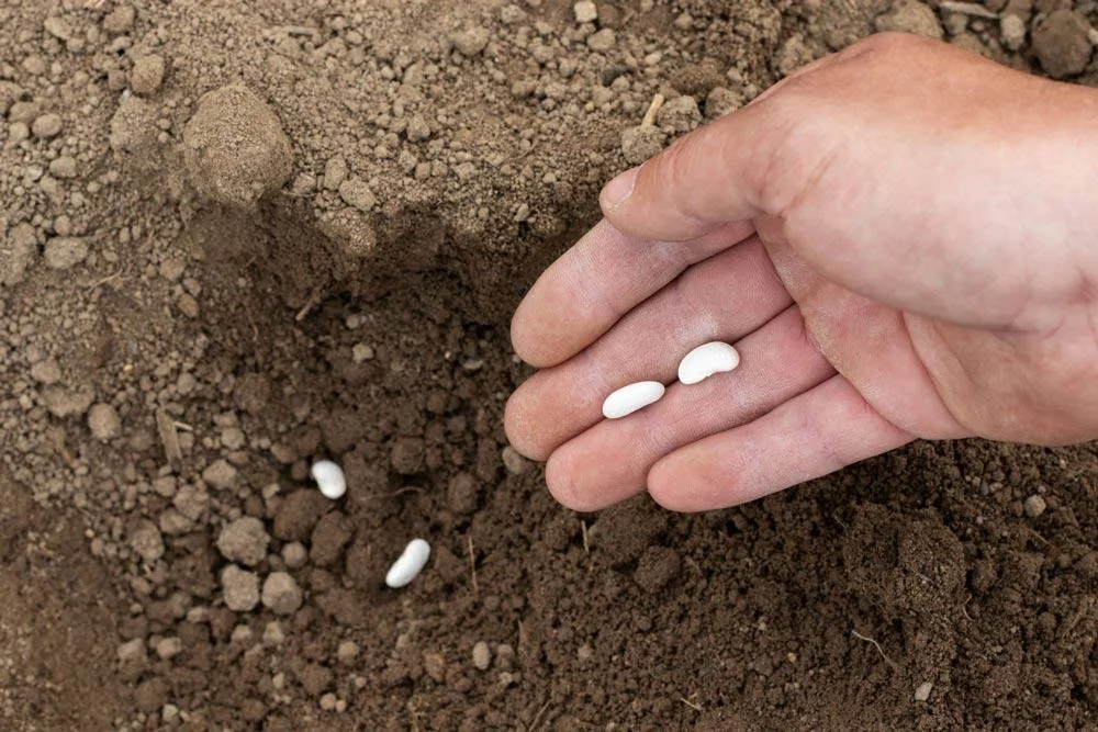 Semis de haricots nains au potager