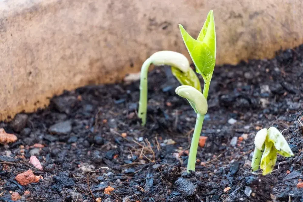 Semis de haricots nains en pot
