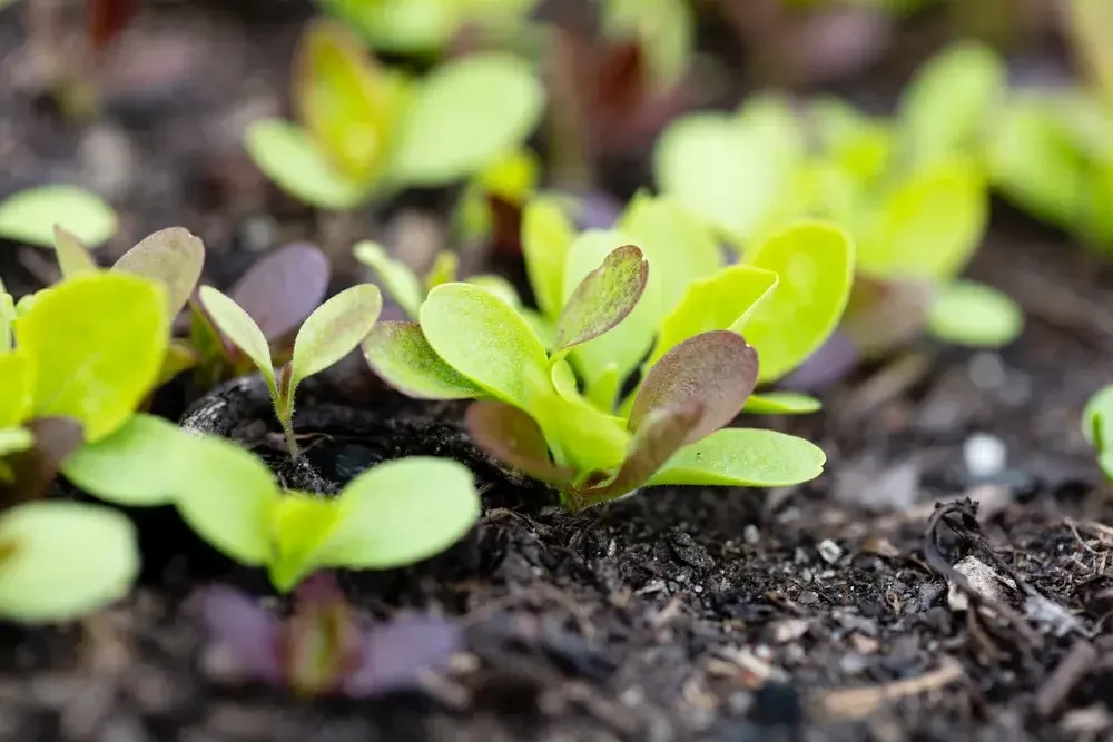 Jeunes plants de laitue