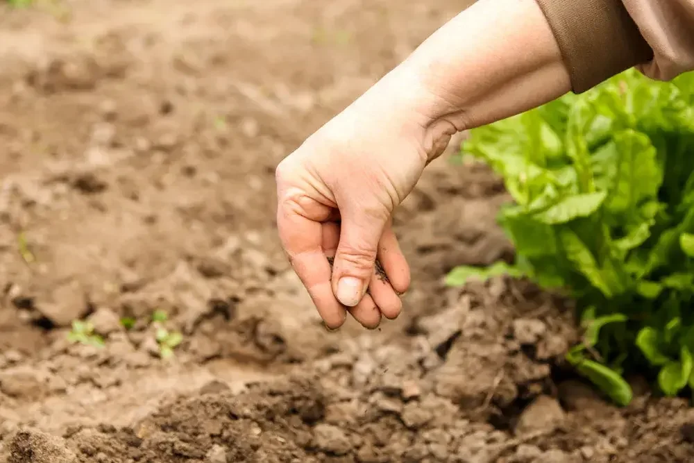Semis de laitue au potager