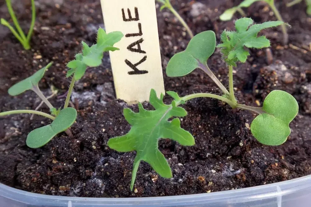 semer-le-chou-kale