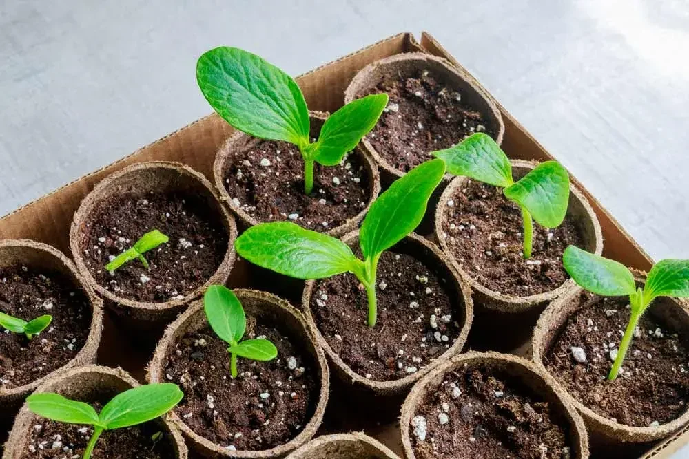 Semis de courgettes en godets biodégradables