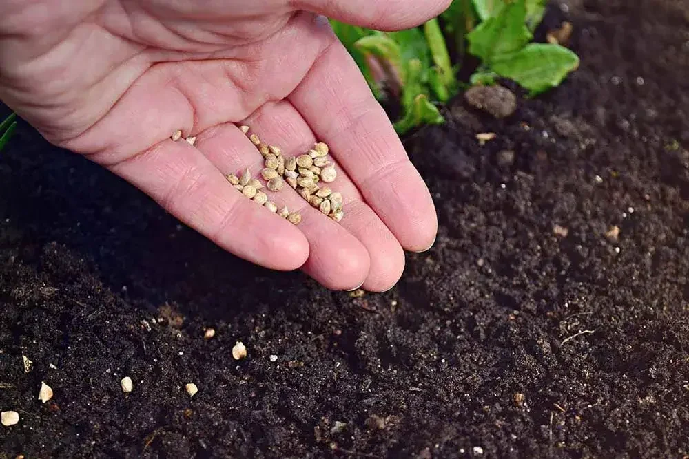 Semis d’épinards en pleine terre au potager