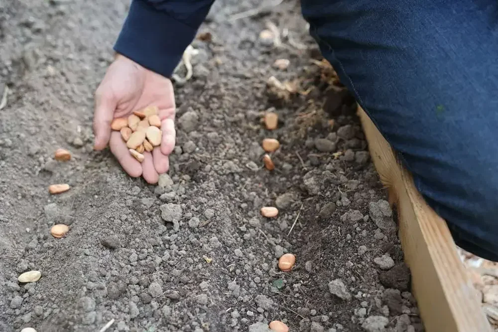 Semis de fèves au potager