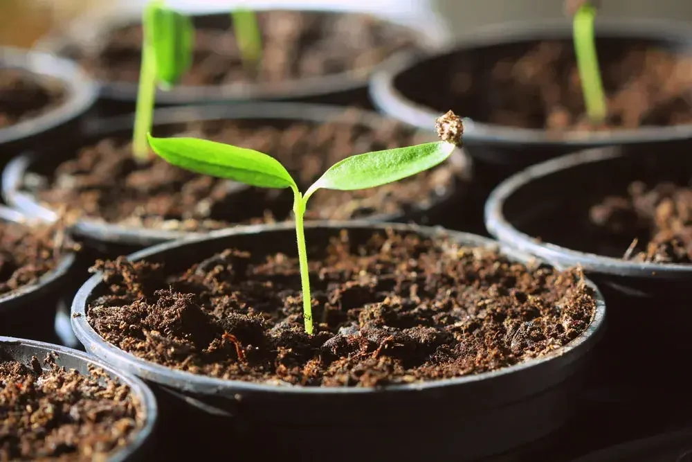 Repiquage des jeunes plants de piment en pot