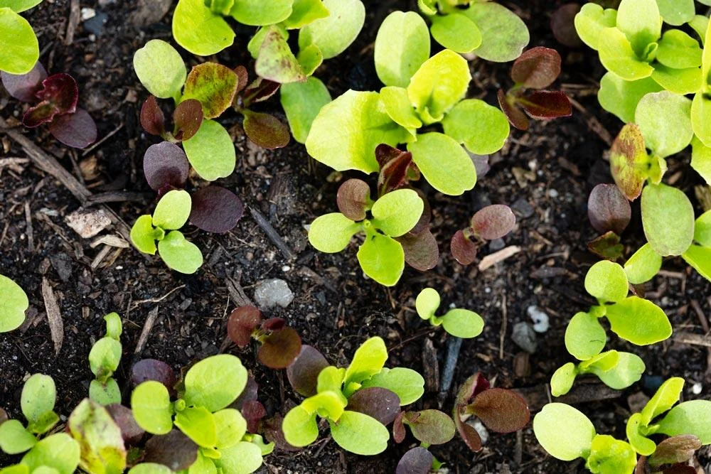 Semis de mesclun en pleine terre