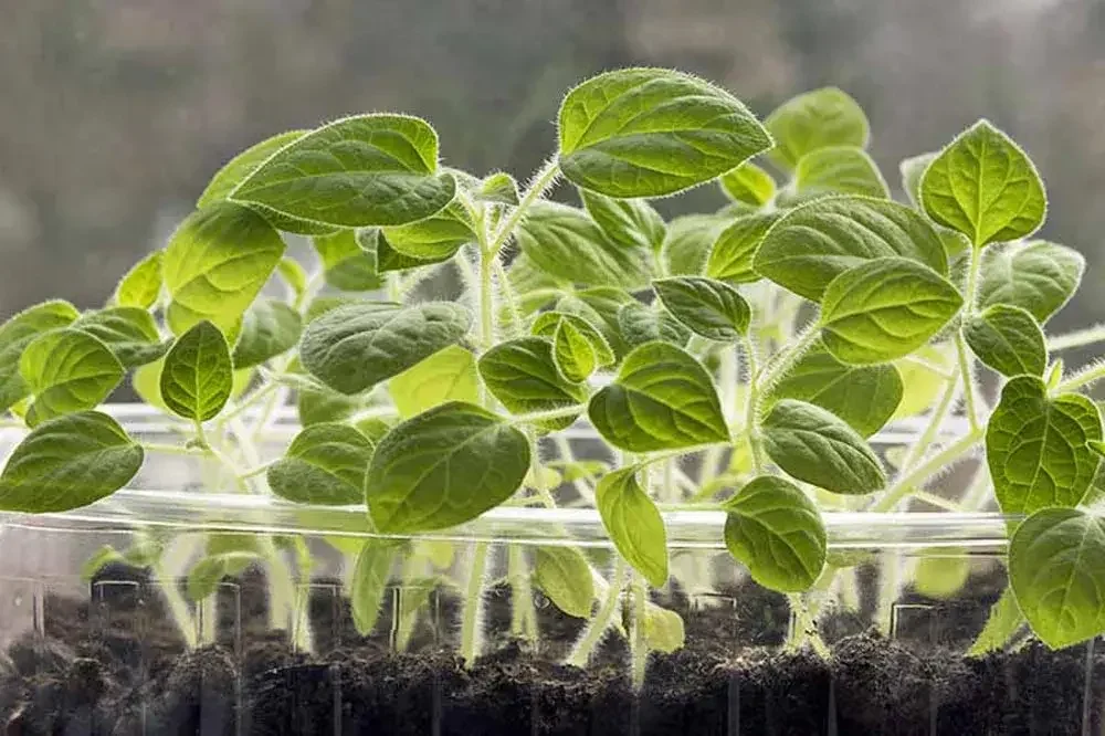 Semis de physalis en barquette