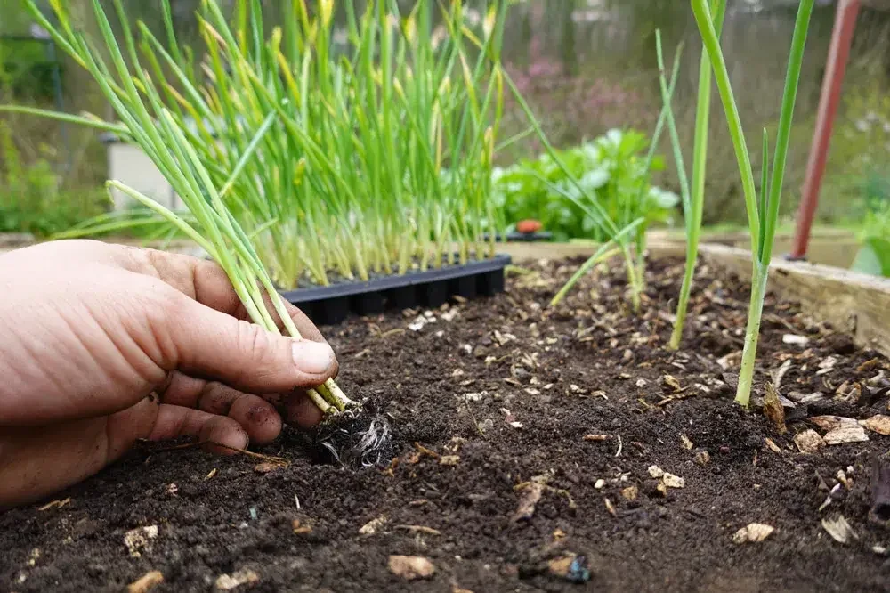 Plantation de jeunes plants d’oignons au potager