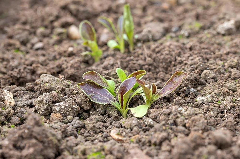 >Semis de radicchio en pleine terre