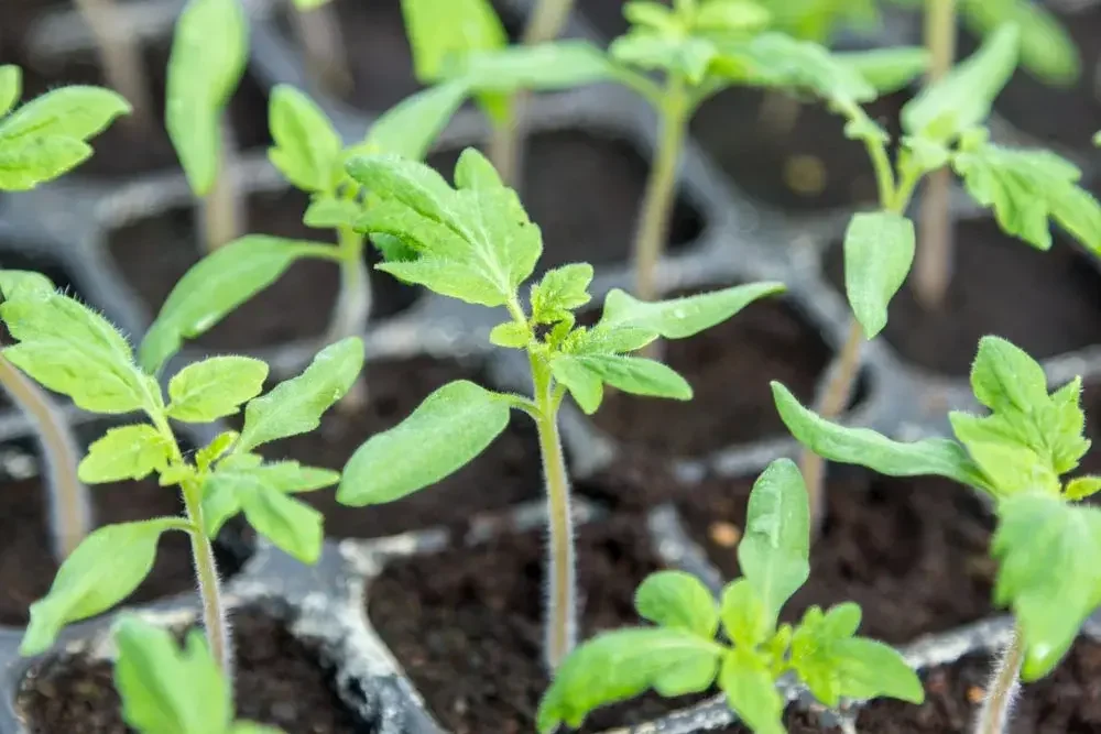 Semis de tomates