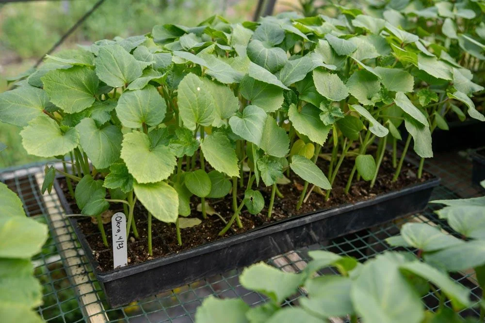 Jeunes plants de gombo prêts à être plantés