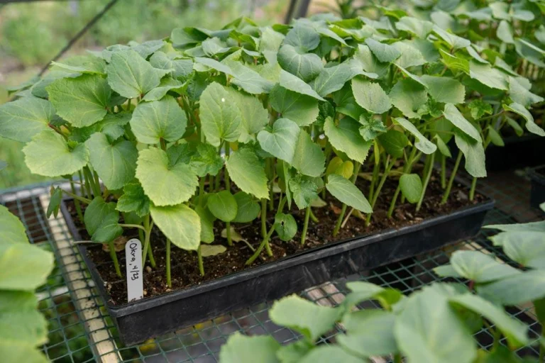 Jeunes plants de gombo prêts à être plantés