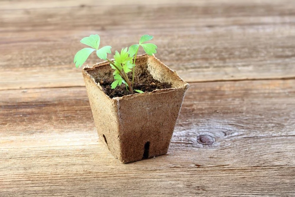 Semis et plantation de la livèche au jardin