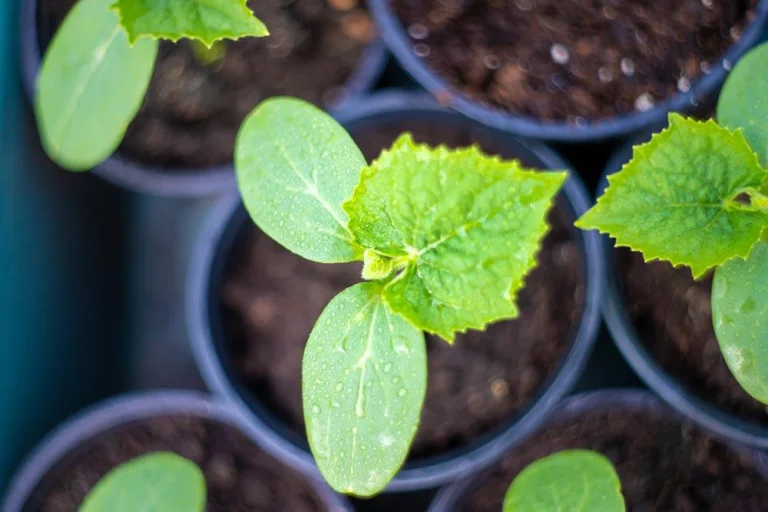 Jeunes plants de potiron en godet prêt à être plantés