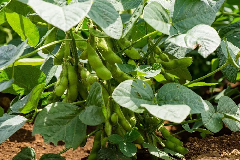 Soja : semer, cultiver et récolter au potager