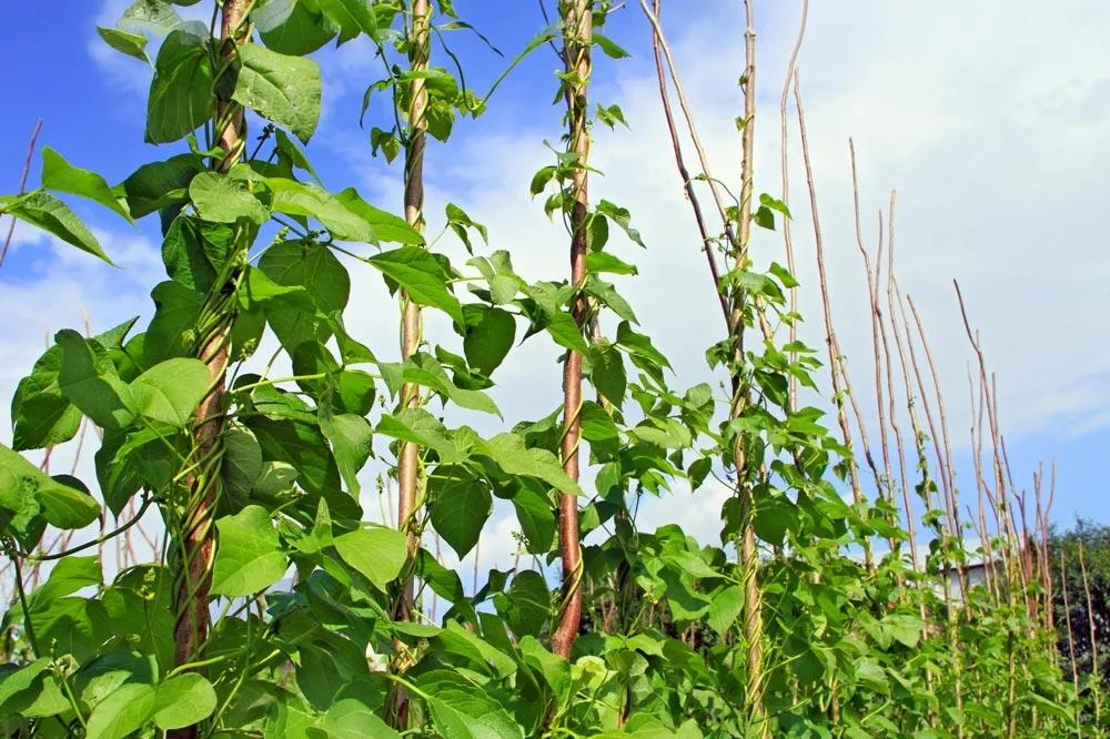 Installation d’un support pour haricots grimpants