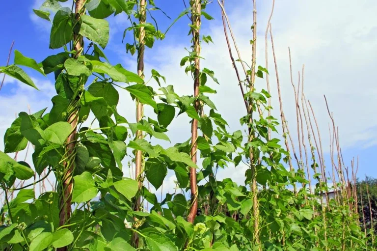 Installation d’un support pour haricots grimpants