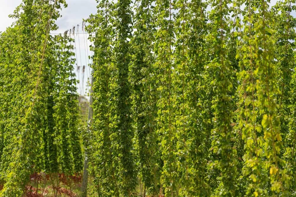 Conduite des lianes de houblon sur leur support