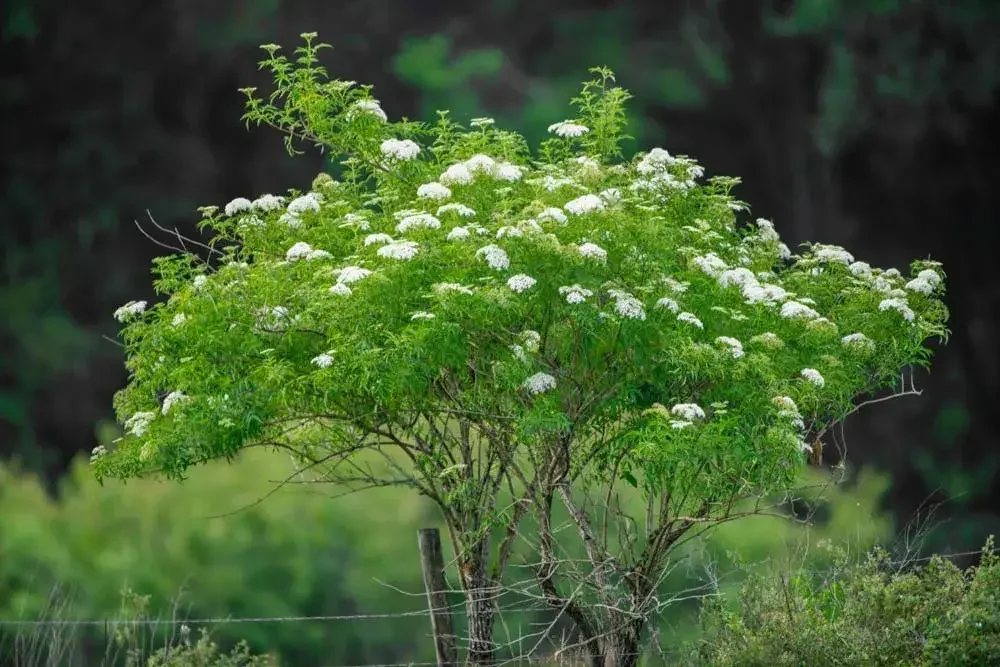 Sureau en fleurs au jardin