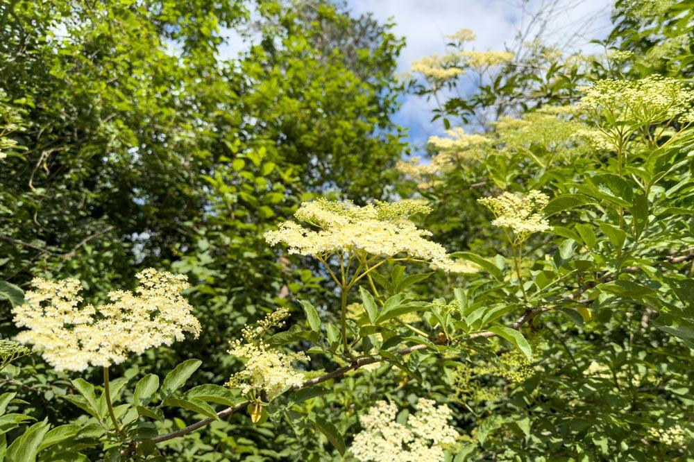 Sureau noir : planter, tailler, bouturer et récolter