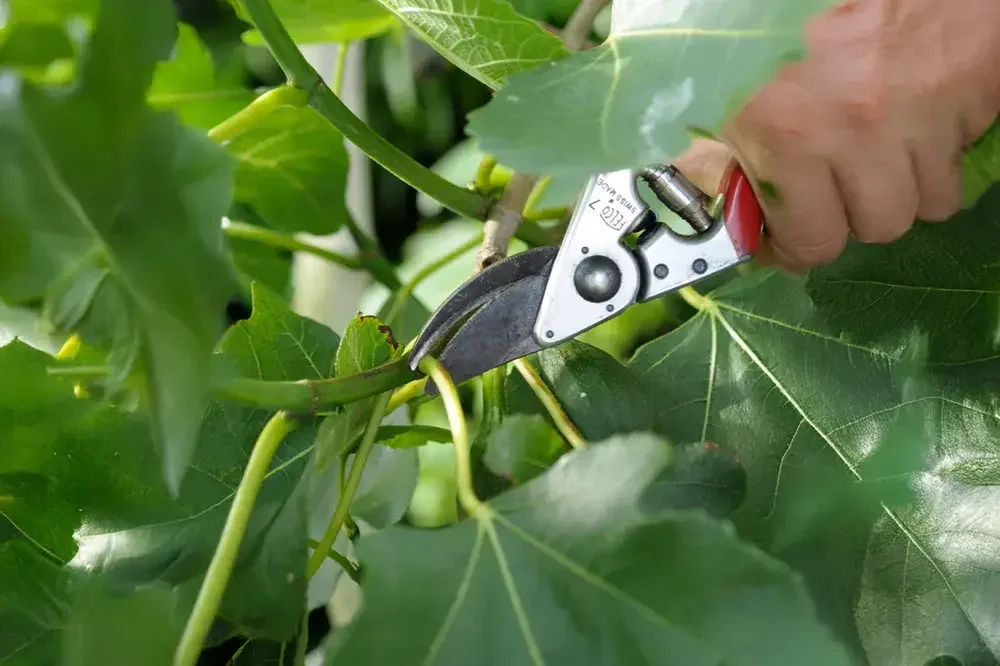 Taille du figuier pour favoriser la production de fruits