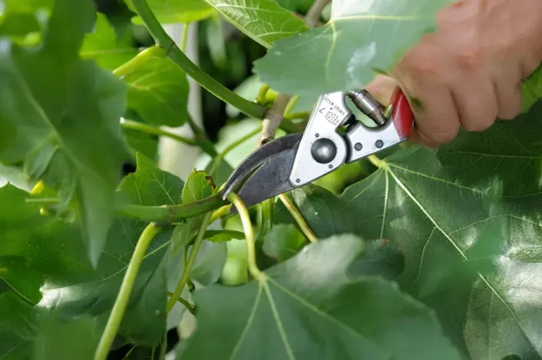 Taille du figuier pour favoriser la production de fruits