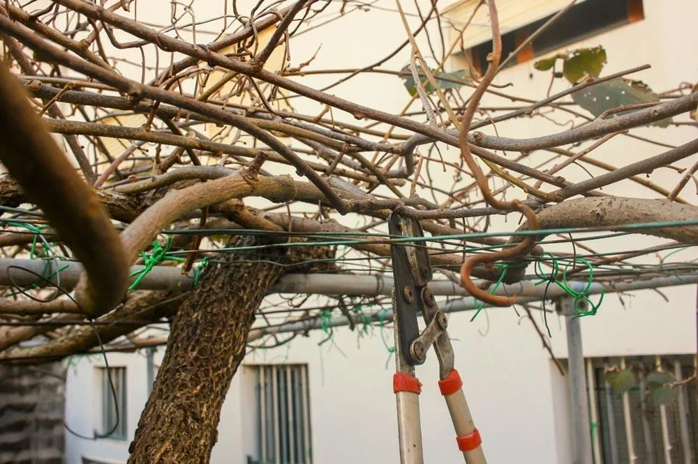 Taille du kiwaï pour favoriser la production de fruits