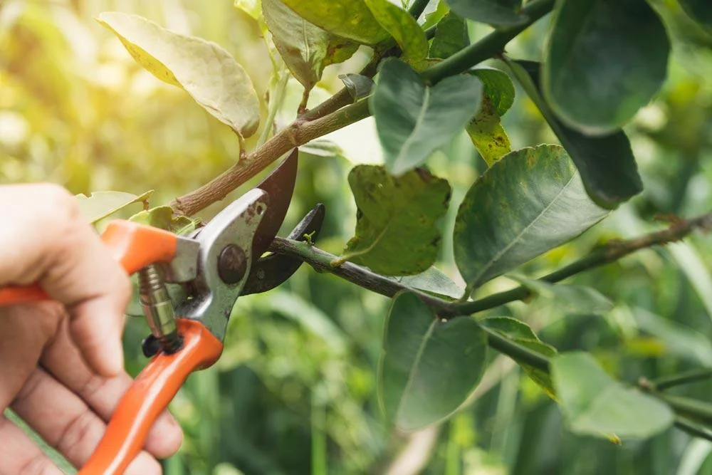 Taille d’un mandarinier pour favoriser la fructification