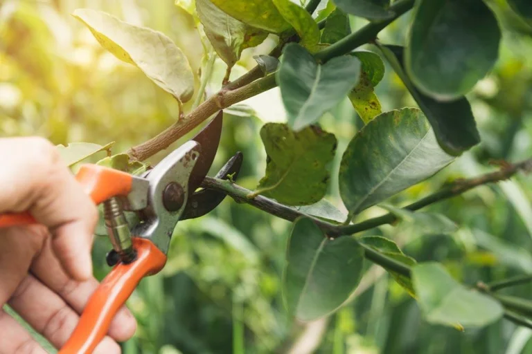 Taille d’un mandarinier pour favoriser la fructification