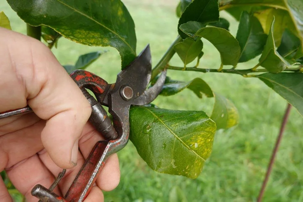 Taille du pamplemoussier pour favoriser la fructification